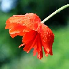 Red, red weed