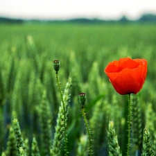 Red, red weed