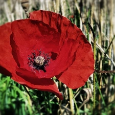 Red, red weed