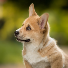 muzzle, dog, Welsh corgi pembroke