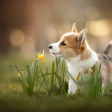 Flowers, Jonquil, Puppy, Welsh corgi pembroke, dog