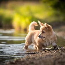 water, dog, Welsh corgi pembroke