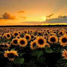 sun, Nice sunflowers, west