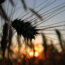 west, sun, Lany, Field, ear