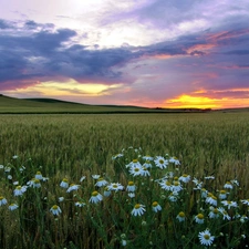 camomiles, Field, west, sun, Mountains, corn