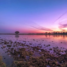 west, sun, trees, viewes, swamp