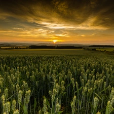 Great Sunsets, Field, wheat