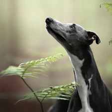 Whippet, Fern, dog