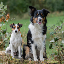 White-brown, Two cars, black and white, Border Collie, dog, Dogs