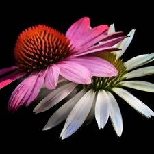 Two cars, Pink, White, Flowers