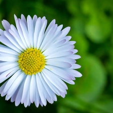 daisies, Colourfull Flowers, White-Yellow