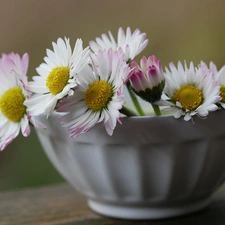 bowl, blurry background, White, Flowers, daisies
