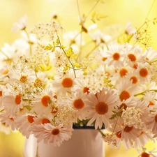 daisy, flowers, white, bouquet