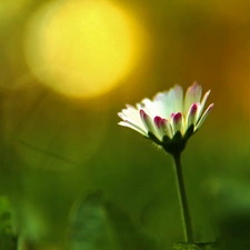 flakes, daisy, white and Pink