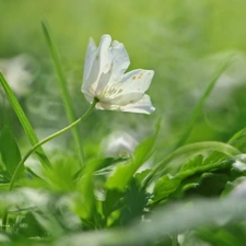 Colourfull Flowers, anemone, White