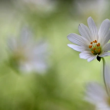 Colourfull Flowers, Cerastium, White