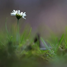 Colourfull Flowers, daisy, White