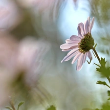 Colourfull Flowers, Daisy, White