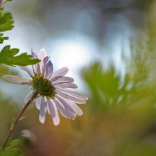 Colourfull Flowers, Daisy, White