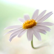 Colourfull Flowers, Daisy, White