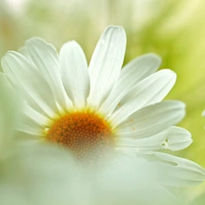 Colourfull Flowers, Daisy, White