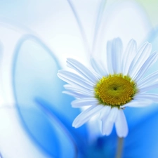 Colourfull Flowers, Daisy, White