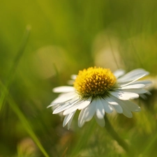 Colourfull Flowers, daisy, White