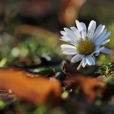 Colourfull Flowers, daisy, White