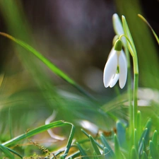 Colourfull Flowers, Snowdrop, White