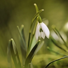 Colourfull Flowers, Snowdrop, White