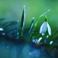 Colourfull Flowers, Snowdrop, White