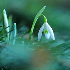 Colourfull Flowers, Snowdrop, White