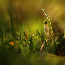 Colourfull Flowers, Snowdrop, White