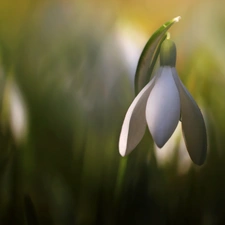 Colourfull Flowers, Snowdrop, White