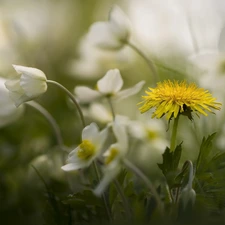 Flowers, Common Dandelion, White