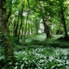 White, Flowers, trees, viewes, forest