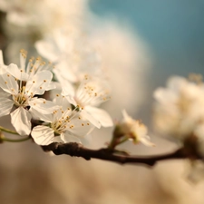 twig, White, Flowers, Fruit Tree