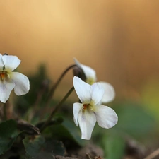 Flowers, fragrant violets, White