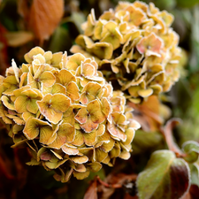 Colourfull Flowers, hydrangea, White frost, frosted