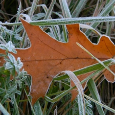 leaf, autumn, White frost, oak