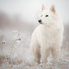 Meadow, dog, White Swiss Shepherd