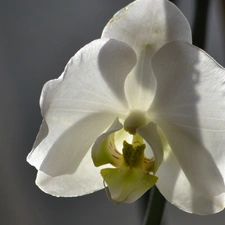 orchid, White