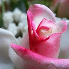 white-pink, rose