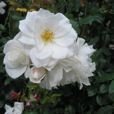 rose, White