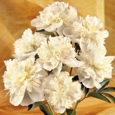 peony, small bunch, white