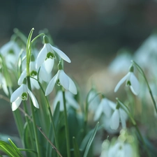 snowdrops, Flowers, Tufts, White
