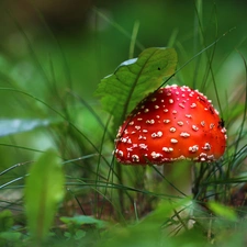 Mushrooms, toadstool, White, Spots, Hat, Red