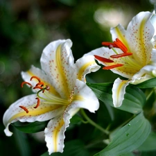 Flowers, tiger Lilies, White