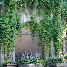 wild, wine, House, covered, Old car