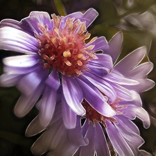 Flowers, Wildflowers